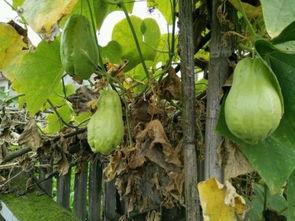 吃烧瓜会排气吗,吃烧瓜真的会排气吗？