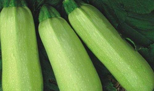 怀孕初期可以吃茭瓜,助力宝宝健康成长