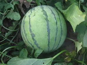 吃瓜蒙主争议切片,揭秘网络舆论背后的真相