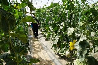 江苏宿迁吃瓜视频,一场视觉与味蕾的双重盛宴