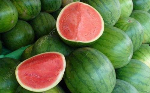 发烧可以吃脯瓜吗,脯瓜能否成为食疗佳选？