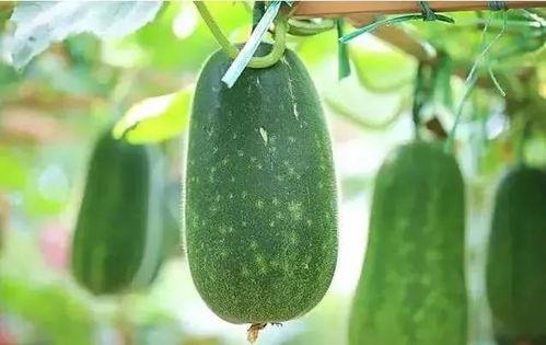 啥时候可以吃瓜,瓜熟蒂落，何时是最佳品尝时刻？