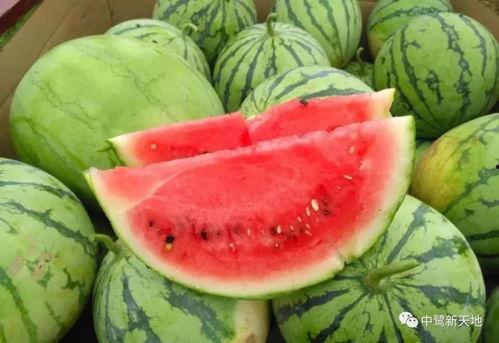 啥时候可以吃瓜,瓜熟蒂落，何时是最佳品尝时刻？