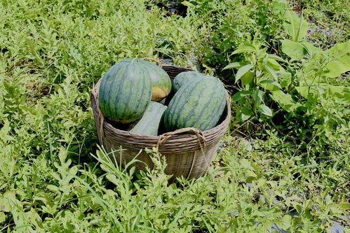 田里吃瓜的cha,揭秘乡村生活的趣味瞬间