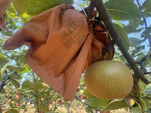 水果大餐吃瓜群众,吃瓜群众的甜蜜狂欢