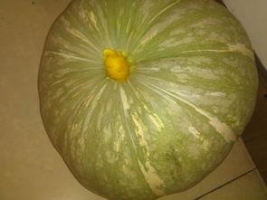 吃瓜寓意着什么,揭秘生活中的小确幸与智慧