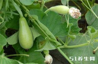 长期吃瓜,揭秘长期吃瓜者的生活轨迹