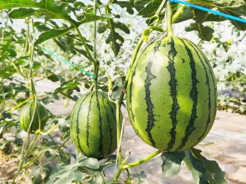 梦见吃瓜甜,揭秘“吃瓜甜”背后的甜蜜秘密