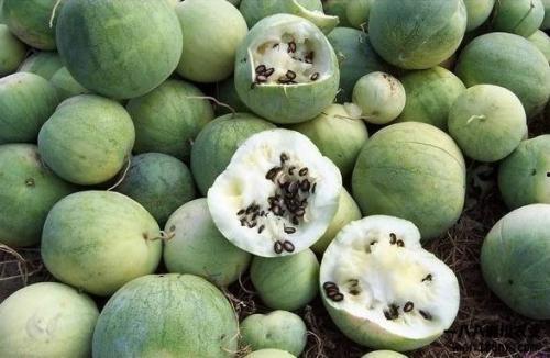 地球吃瓜256,揭秘256颗神秘“吃瓜”星球之谜