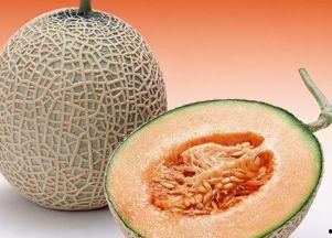 鲨鱼吃哈密瓜,海洋霸主与甜蜜哈密瓜的意外邂逅