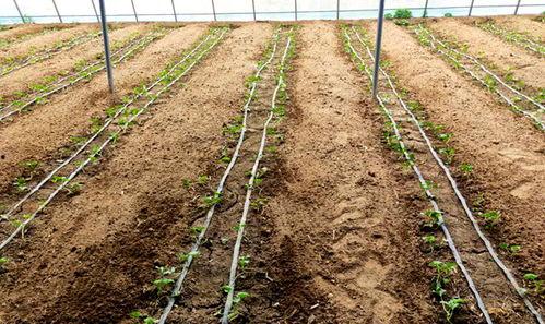 鲁山吃瓜事件,一场引发社会热议的食品安全风波