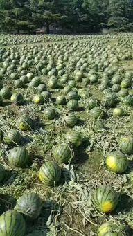 鲁山吃瓜事件,一场引发社会热议的食品安全风波