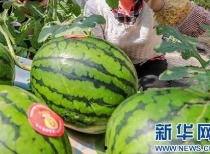 东方鹏鹏吃瓜,揭秘娱乐圈幕后故事