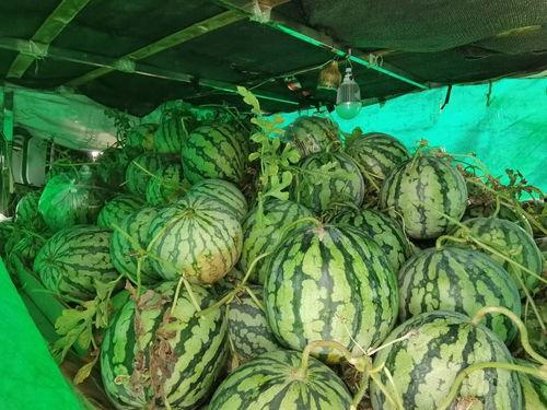 烟台吃瓜小市民,揭秘当地独特美食文化