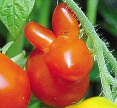 吃瓜吃歪了,揭秘网络谣言背后的真相