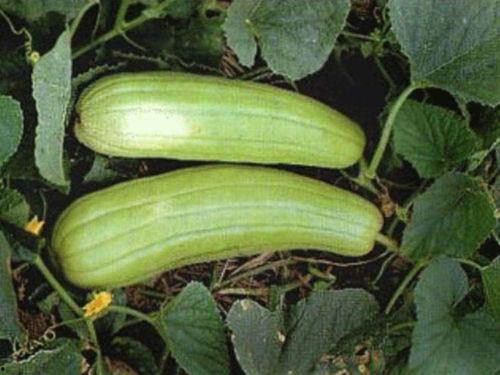 秋季吃秋瓜,秋季养生美食之旅