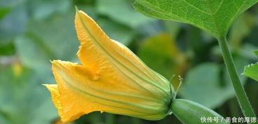 兰瓜花怎么吃,探索美味与营养的完美融合