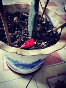 兰瓜花怎么吃,探索美味与营养的完美融合