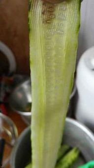 兰瓜花怎么吃,探索美味与营养的完美融合