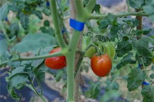 安心吃瓜的瓜王