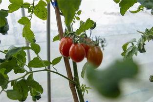 安心吃瓜的瓜王