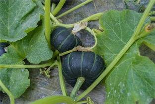 安心吃瓜的瓜王