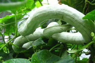 吃蛇瓜削皮吗,蛇瓜食用前的削皮技巧揭秘