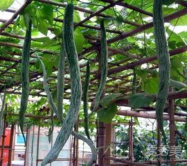 吃蛇瓜削皮吗,蛇瓜食用前的削皮技巧揭秘