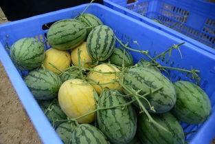 现场吃瓜的叫什么,现场吃瓜群众的热议瞬间