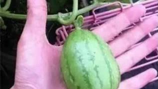 果果吃瓜搞笑瞬间