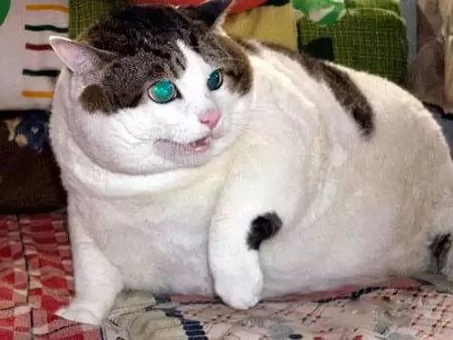 肥猫主播吃瓜,揭秘娱乐圈幕后故事