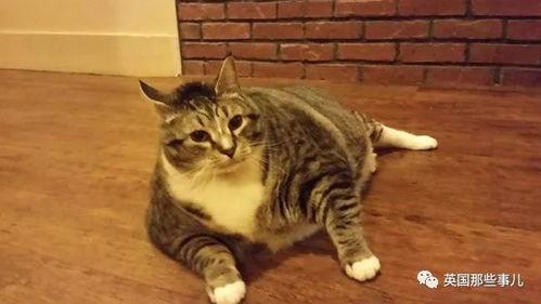 肥猫主播吃瓜,揭秘娱乐圈幕后故事