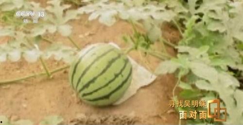 被吃瓜的男人,揭秘背后的故事