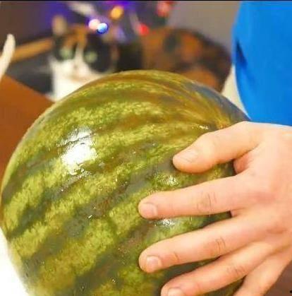 吃瓜俄罗斯,一场吃瓜群众的狂欢之旅