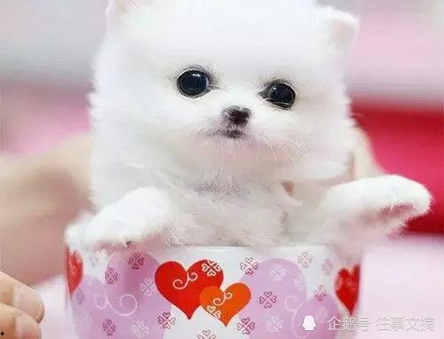 茶杯犬吃瓜,一场甜蜜的消暑盛宴