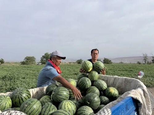 马边的吃瓜,揭秘娱乐圈的甜蜜与苦涩