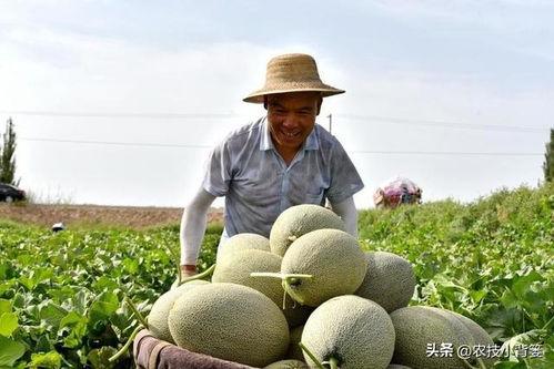 吃交瓜会发吗,真的会发吗？