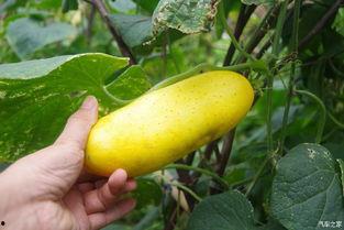 吃瓜人不种瓜,吃瓜群众与种瓜者的生活哲学对比