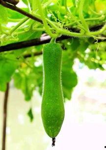 吃瓜人不种瓜,吃瓜群众与种瓜者的生活哲学对比