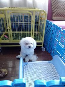 狗腿断了吃角瓜,意外收获角瓜美味