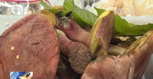 关注吃瓜有料菌