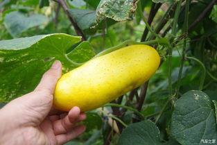 吃瓜不忘劈瓜人