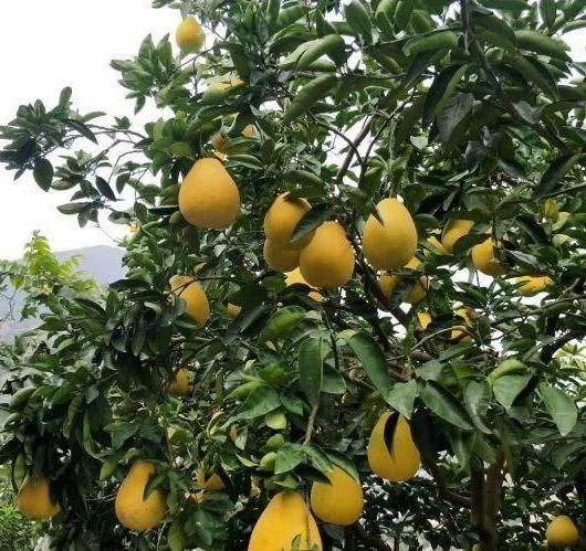 奉节幼师吃瓜,揭秘幼儿园里的“甜蜜”风波