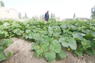 离疆吃瓜,揭秘新疆美食的独特魅力