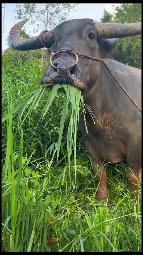 臭臭牛吃瓜,一场趣味横生的乡村奇遇