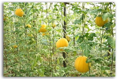 赣州君吃瓜频道,揭秘赣州本土热点事件，带你领略赣南风情