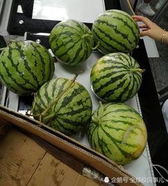 最新学校吃瓜,揭秘最新学校吃瓜事件背后的真相