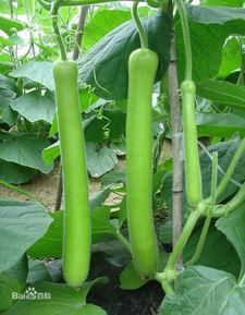 油管吃瓜搜什么,揭秘热门视频背后的秘密