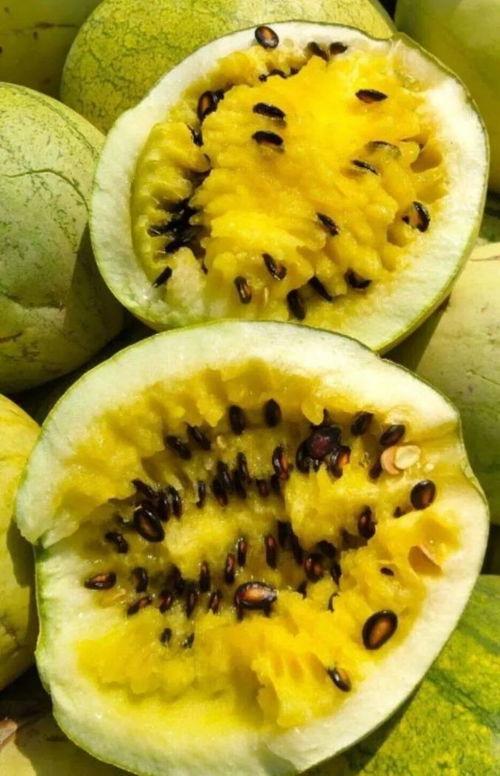 籽籽吃瓜,揭秘瓜果世界的甜蜜奥秘