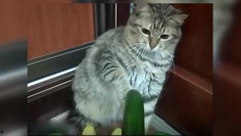 小猫吃生瓜,小猫的生瓜冒险记